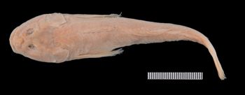 Media type: image;   Ichthyology 3011 Aspect: dorsal,description